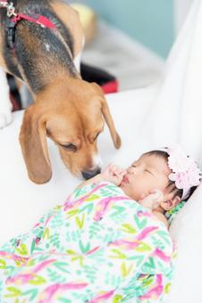 赤ちゃんとペットのビーグル犬の対面 赤ちゃんとペットのビーグル犬の対面 赤ちゃん,子供,犬の写真素材