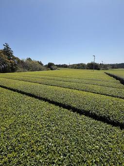 新茶シーズンの牧之原大茶園 お茶,茶,茶畑の写真素材
