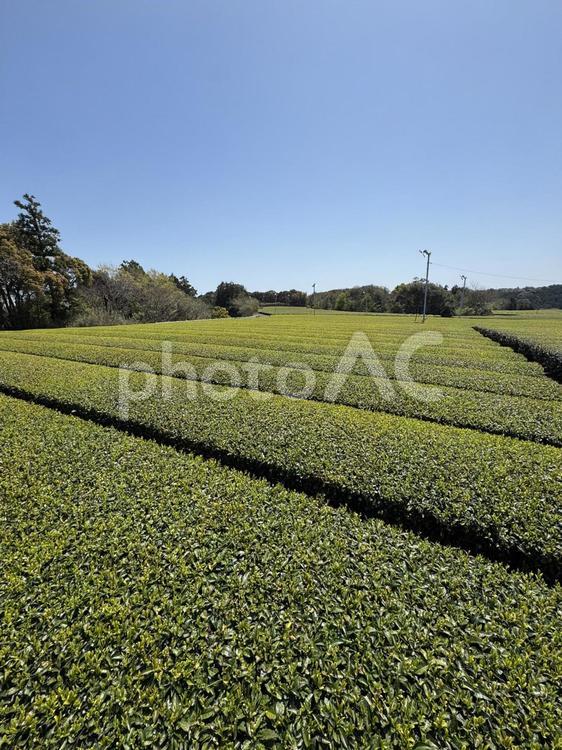 新茶シーズンの牧之原大茶園 お茶,茶,茶畑の写真素材