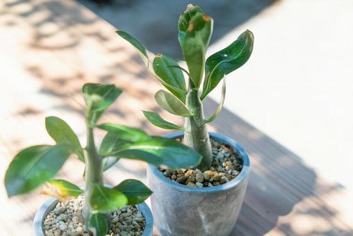 鉢植えアデニウムの新芽 鉢植えアデニウムの新芽 アデニウム,多肉植物,植物の写真素材