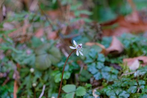 森に咲くバイカオウレンの白い花 森に咲くバイカオウレンの白い花の写真