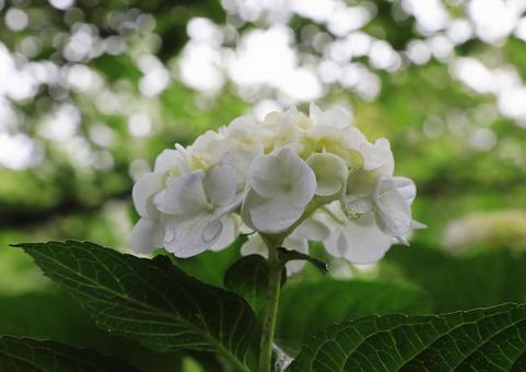 White hydrangea, JPG White hydrangea, JPG