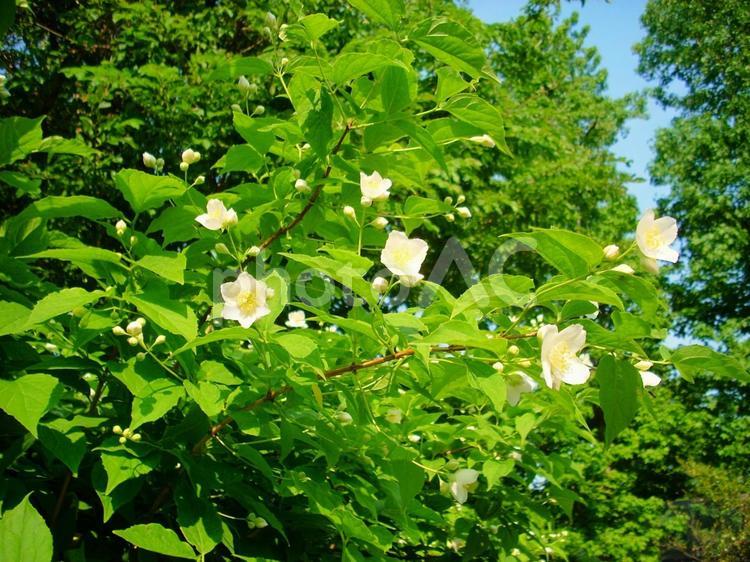 バイカウツギの白い花　青森県 ウツギ,青森県,東北の写真素材