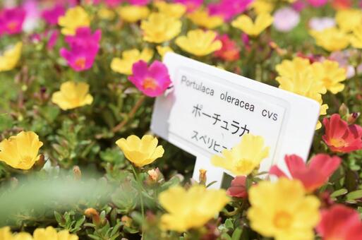 色とりどりの花 色とりどりの花の写真