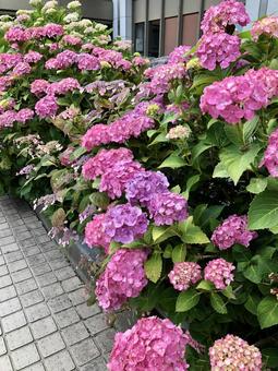紫陽花 紫陽花の写真