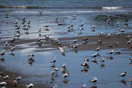 海の海岸の浅瀬にたくさんの海鳥のいる風景 海の海岸の浅瀬にたくさんの海鳥のいる風景 海,海岸,浅瀬の写真素材