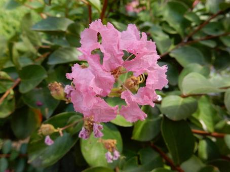 【花の写真】ピンクの百日紅の写真