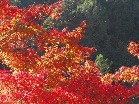 山の紅葉風景 紅葉,葉,木々の写真素材