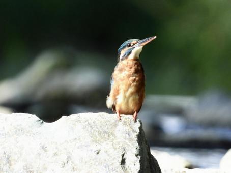 堰堤の石の上にとまるカワセミ 堰堤の石の上にとまるカワセミの写真