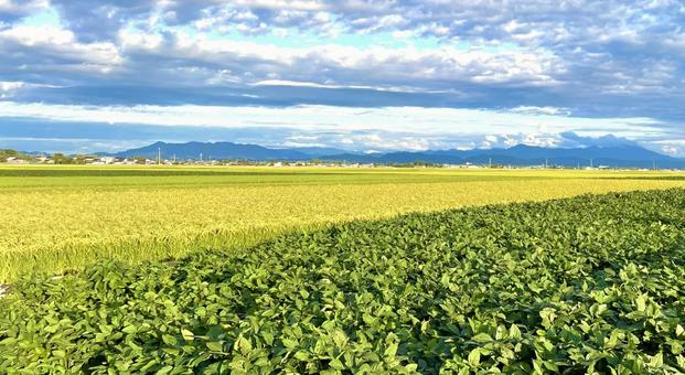 夕立寸前夏空の枝豆畑と田んぼの実る前の稲 田んぼ,稲,枝豆の写真素材