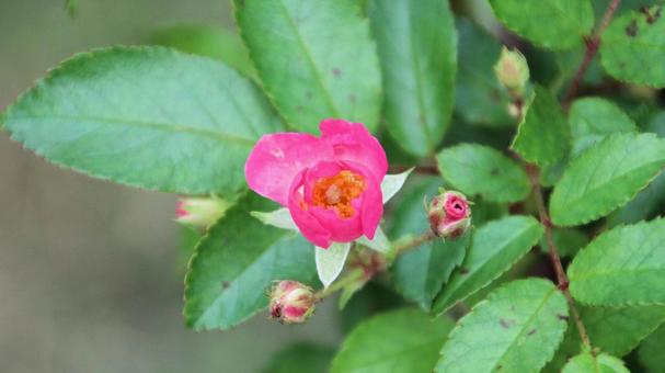 河津バカテル公園　秋バラ 薔薇,秋,花の写真素材