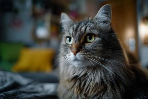家の中の猫 家の中の猫の写真