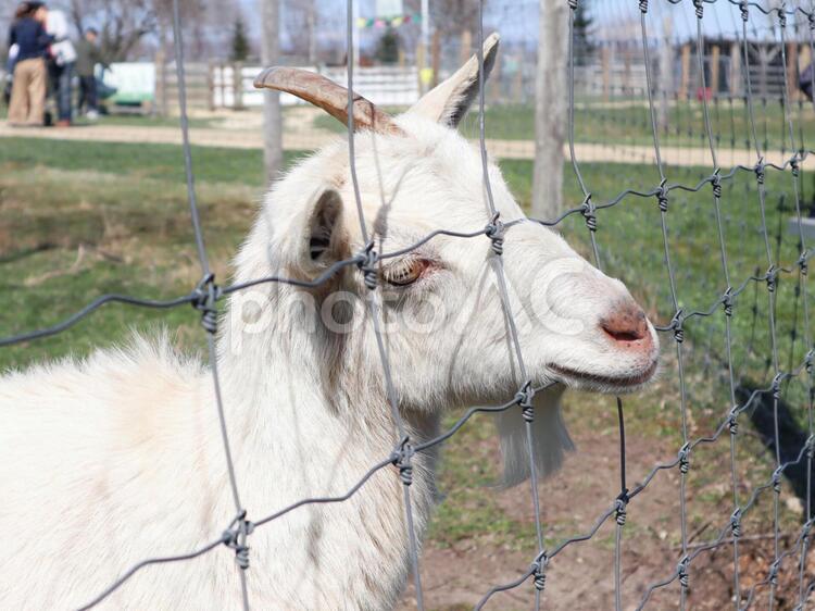 腹ペコヤギさん  草ちょうだーい 山羊,ヤギ,動物の写真素材