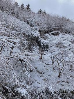 雪の木 雪の木の写真