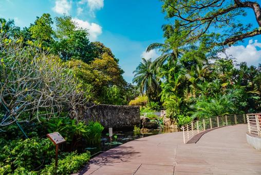 【シンガポール】植物園オーキッドガーデン 植物園,オーキッドガーデン,オーキッドの写真素材
