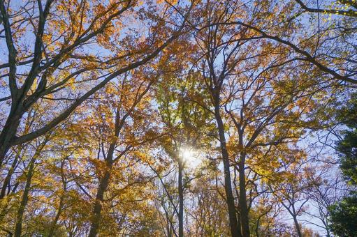秋の雑木林01 秋の雑木林01 雑木林,秋,紅葉の写真素材