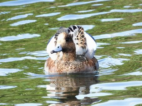 ポーズをとるヒドリガモの写真