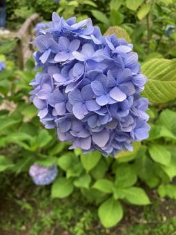 Hydrangea, JPG
