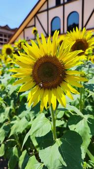 夏を抱きしめる花畑 夏を抱きしめる花畑 ひまわり,洲原ひまわりの里,黄金色の花畑の写真素材