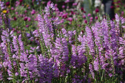 薄紫色のハナトラノオの花が満開の花壇 薄紫色,ハナトラノオ,花の写真素材