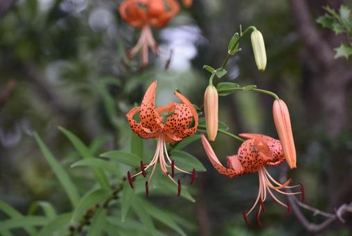 Photo, ghost lily, red, summer, 