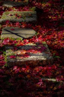 秋染めの石畳 秋,紅葉,もみじの写真素材