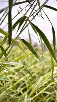 雨粒流れる葉 葉っぱ,雨粒,雨の写真素材