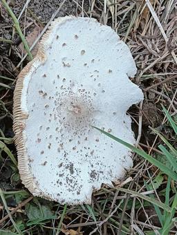 白い菌が生えた 白い菌が生えたの写真