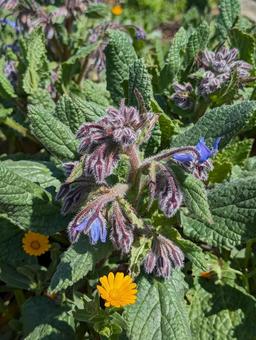 陽当たりのボリジ 陽当たりのボリジ 自然,花,野生の写真素材