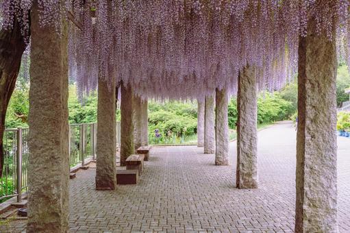 藤の咲く丘　藤棚の藤2ー48 藤棚,藤の花,花の写真素材