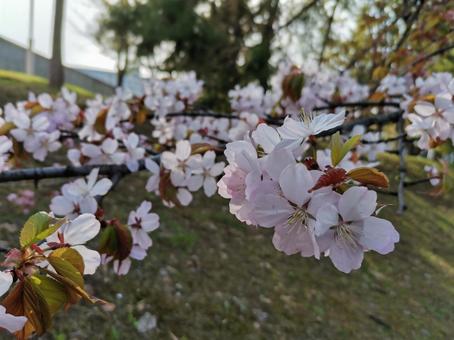 桜 桜の写真
