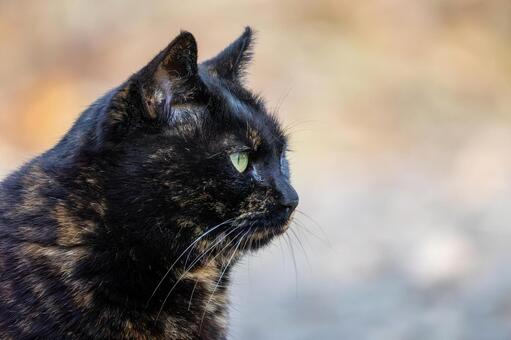 猫(281) 猫,食肉目,ネコ科の写真素材