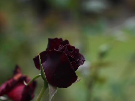 黒薔薇 黒真珠,バラ,接写の写真素材
