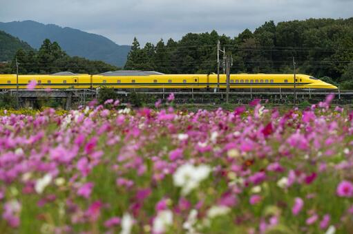 コスモス畑とドクターイエロー ドクターイエロー,新幹線,コスモスの写真素材