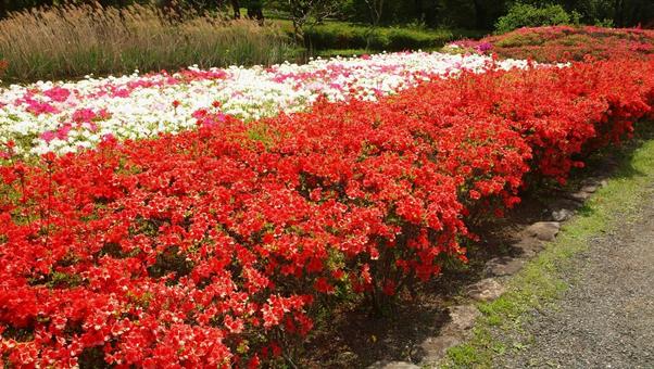 ツツジ ツツジ ツツジ,神代植物公園,ツツジ園の写真素材