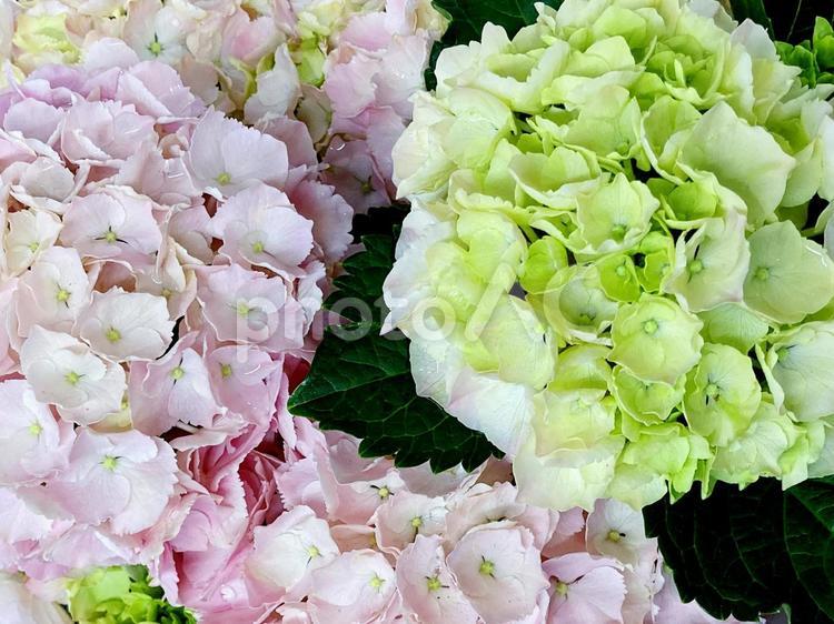 紫陽花 紫陽花,花,花弁の写真素材