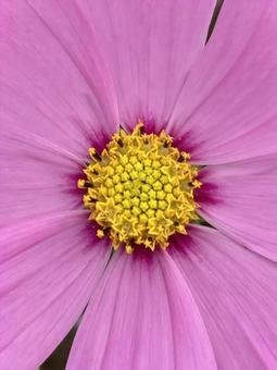 秋の日に咲きほこるコスモスの花 秋の日に咲きほこるコスモスの花の写真