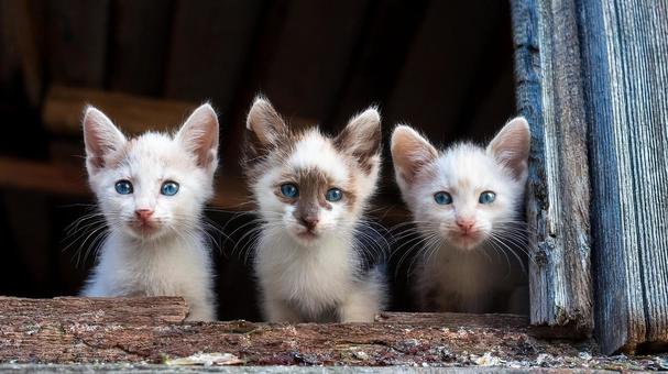 廃屋で生きる野良猫の子猫たちの写真