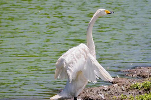 夏の白鳥⑸ 夏の白鳥⑸の写真