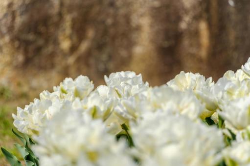 White tulips shining in the sunlight, JPG White tulips shining in the sunlight, JPG