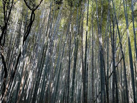 京都の竹林 竹林,竹,京都の写真素材