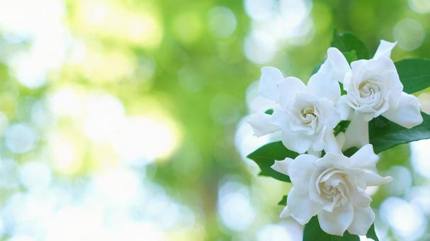 くちなしの花-156 くちなしの花-156の写真