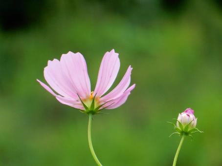 【花の写真】コスモス（秋桜）の写真