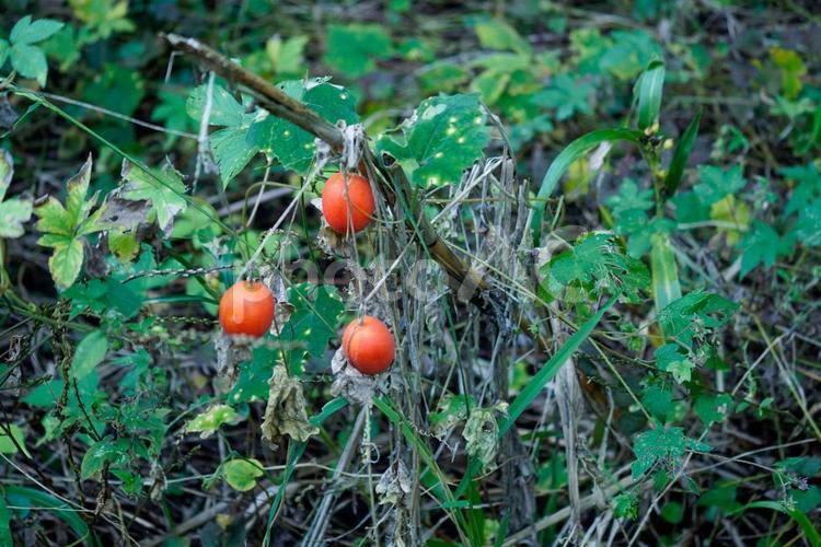 からすうり　カラスウリ　秋の植物 からすうり,カラスウリ,秋の写真素材