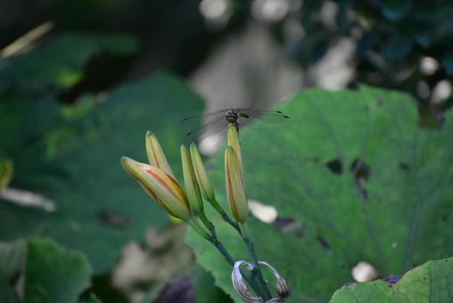 夏のトンボとオレンジ色のヤブカンゾウの写真