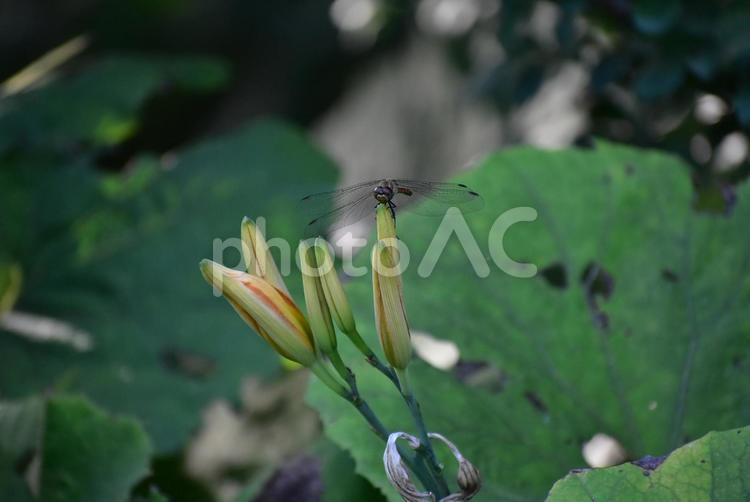 夏のトンボとオレンジ色のヤブカンゾウ ノシメトンボ,ヤブカンゾウ,夏の写真素材