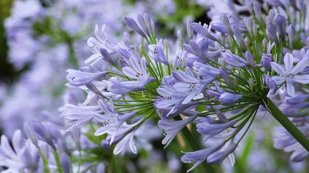 Photo, agapanthus, murasaki kunsiran, purple, 