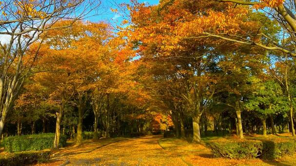 紅葉の北部公園（金沢） 紅葉,秋,公園の写真素材
