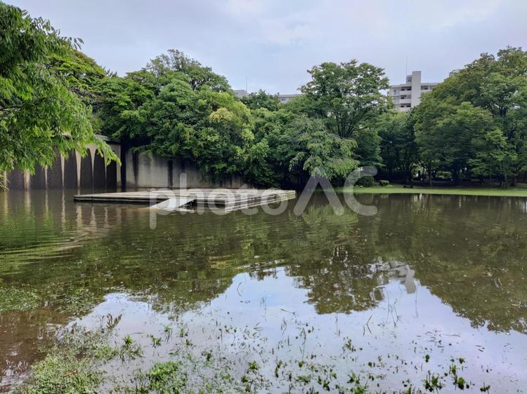 雨後の森林公園 反射,映り込み,木影の写真素材