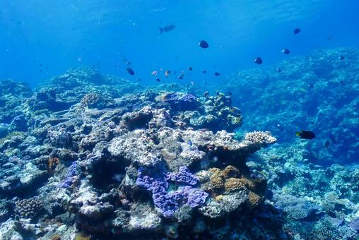 沖縄・西表島 青い海と珊瑚礁 沖縄・西表島 青い海と珊瑚礁 スキューバダイビング,ダイビング,珊瑚礁の写真素材